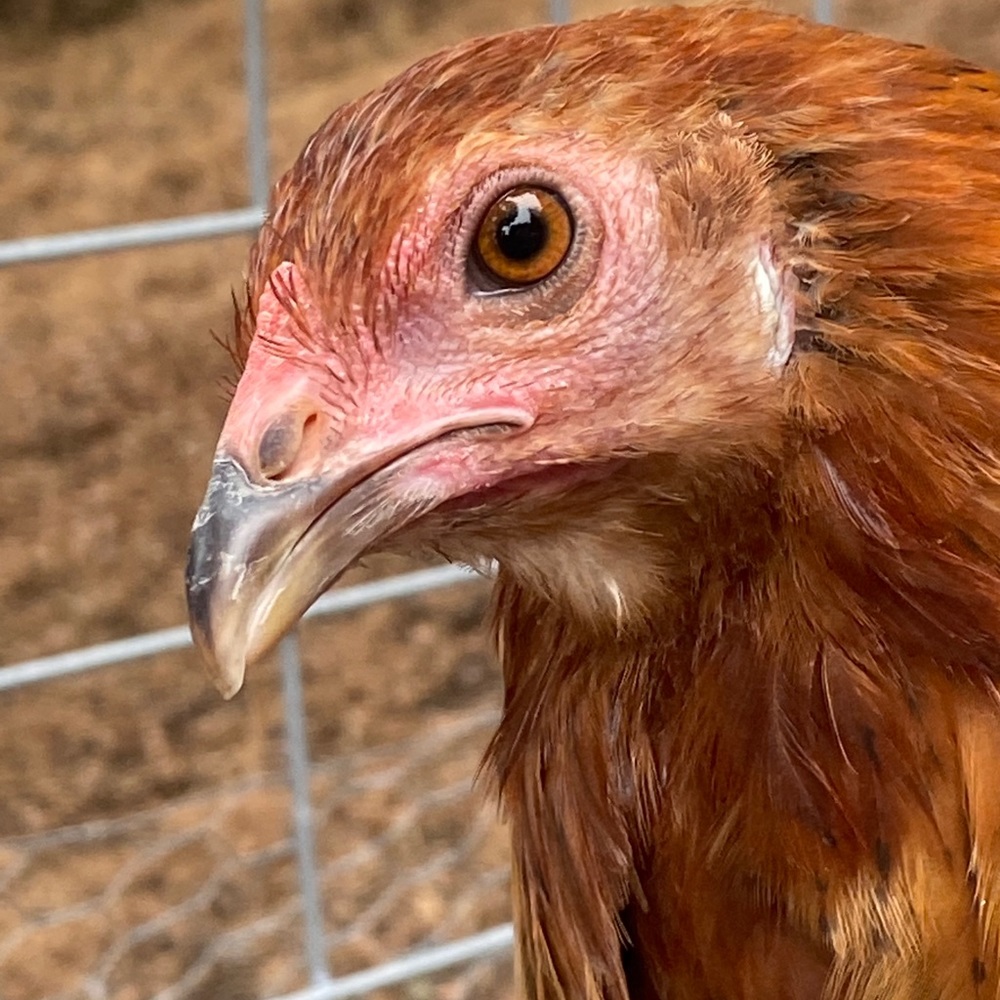 Meet your Posher, Becca